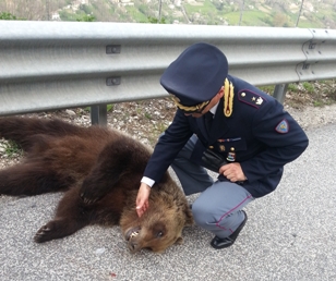 foto orso ucciso 2