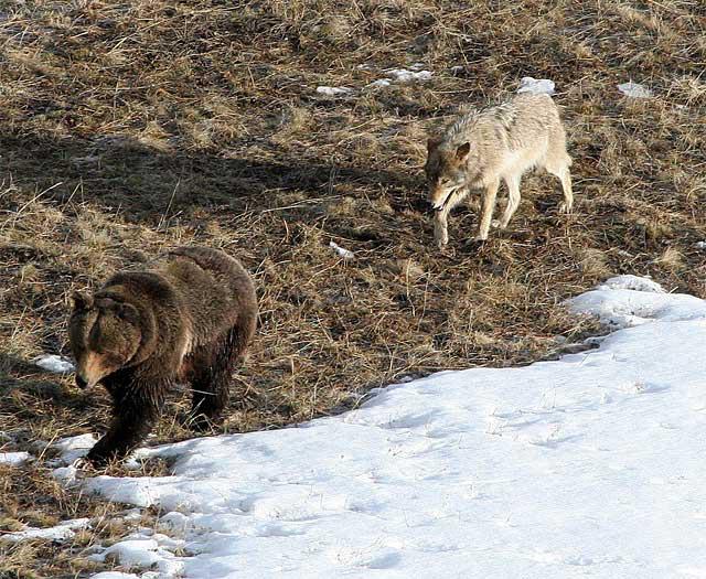 orso lupo