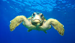 caretta caretta