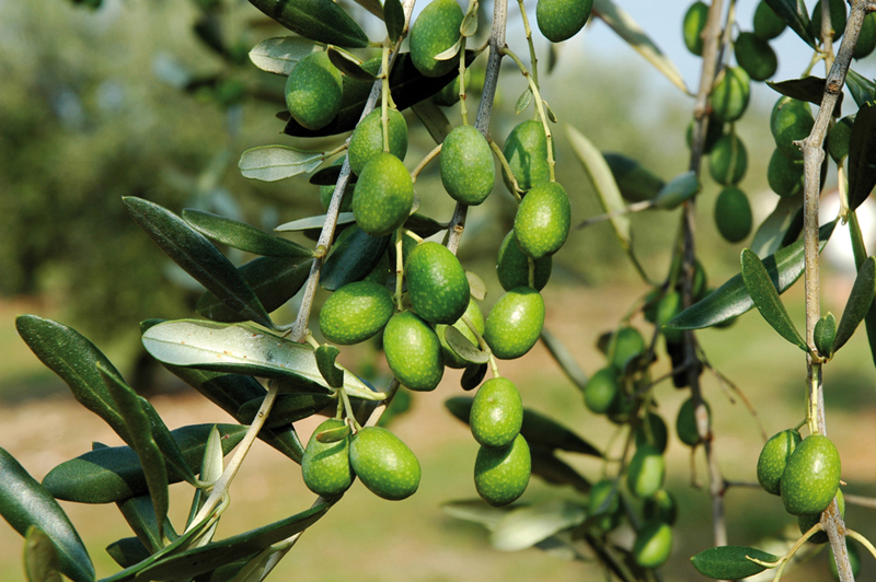 olivicoltura021