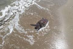 tartarughe spiaggiate