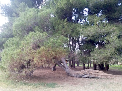 pino coricato