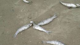 pesci-morti11